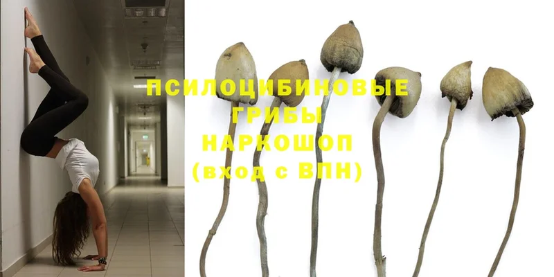 Псилоцибиновые грибы Psilocybine cubensis  ссылка на мегу зеркало  Дорогобуж 